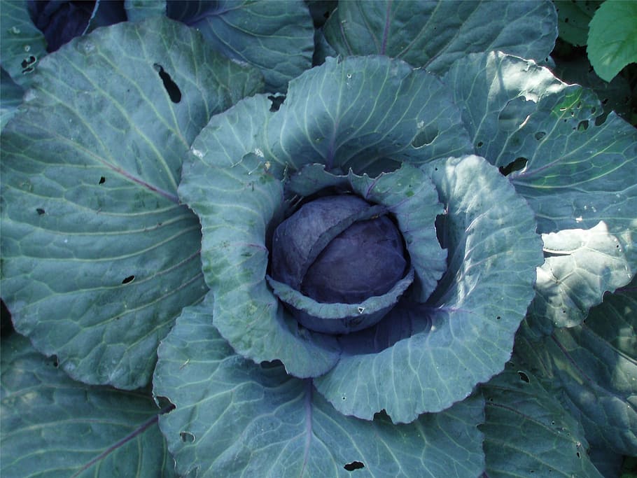 cabbage, vegetable, garden, fresh, organic, healthy, leaf, plant part HD wallpaper