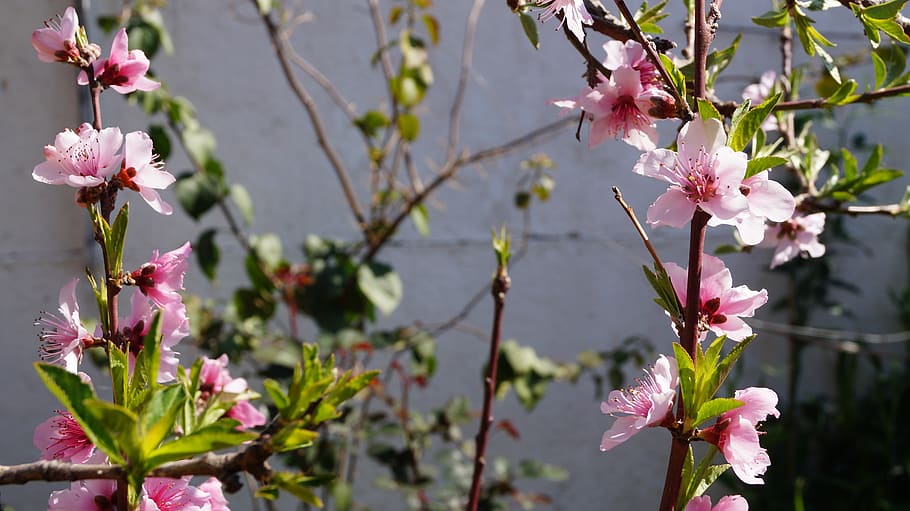 flowers, peach, spring, tree peach, cherry, flowering plant HD wallpaper