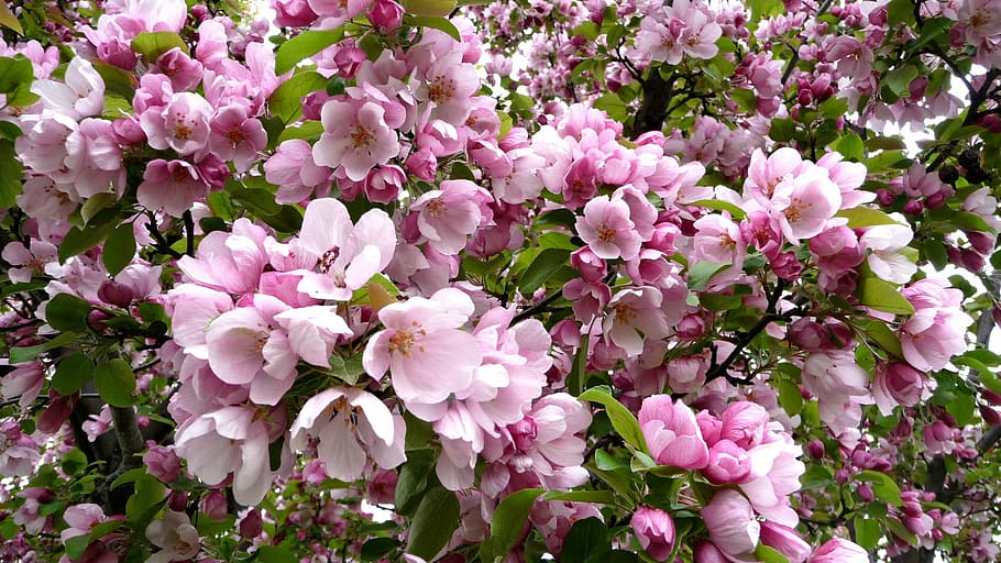 Flowering, Spring, Branch, Nature, flowers, pink color, no people HD wallpaper
