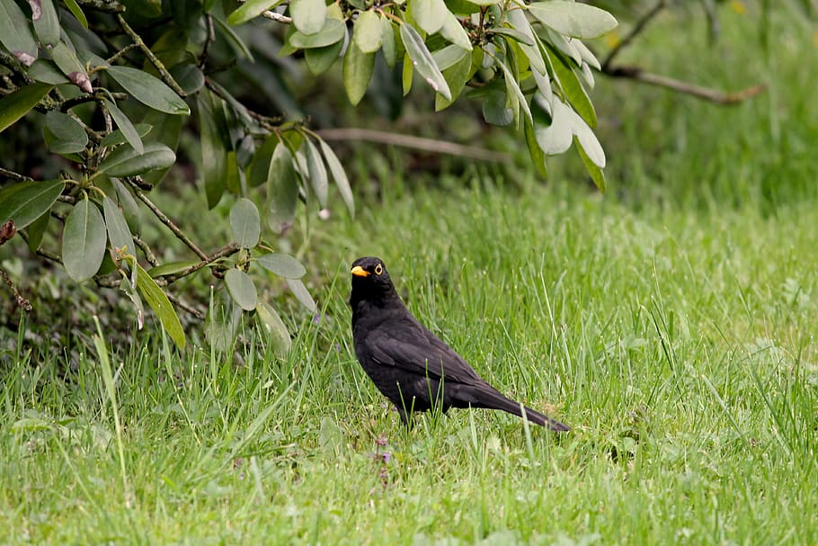 Blackbird, Songbird, Meadow, Males, garden, park, nature, grass, HD wallpaper
