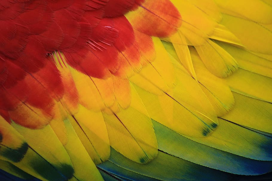 Scarlet Macaw feather, parrot, red, amazon, ave, bird, tropical bird, HD wallpaper