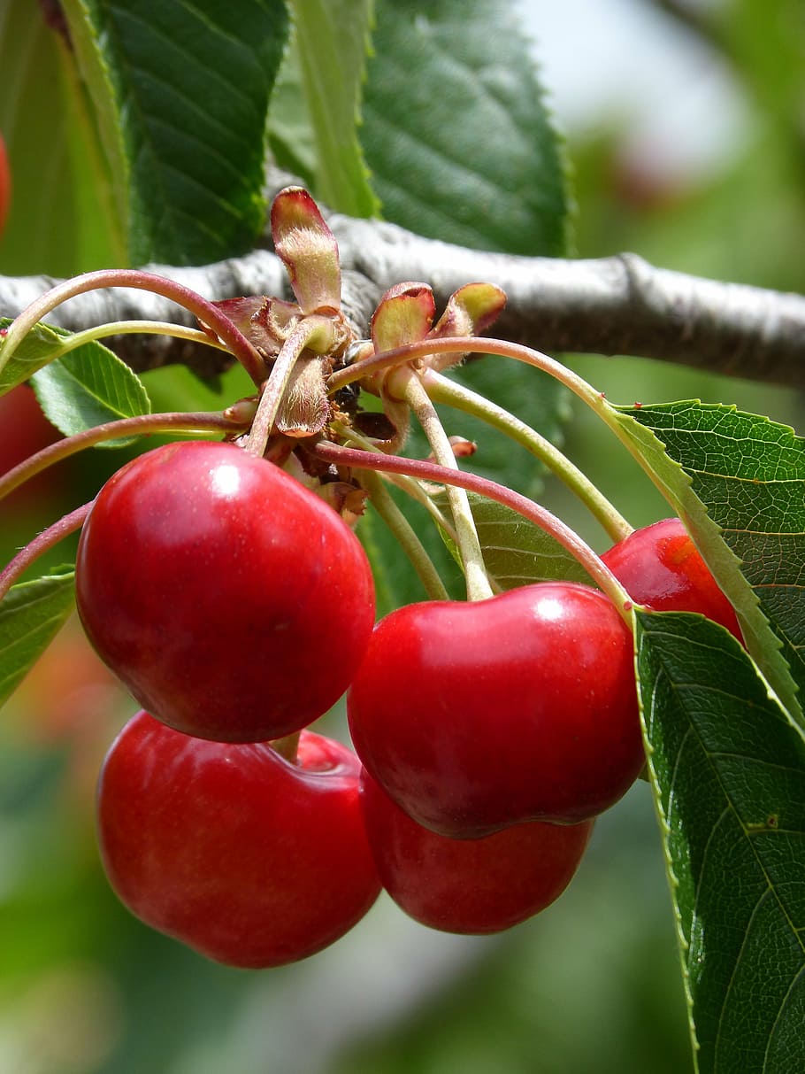 cherries, cherry, red fruit, sweet, leaf, nature, ripe, food HD wallpaper