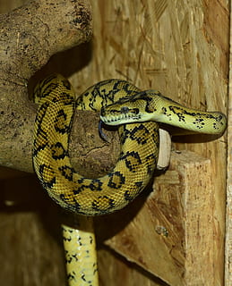 python, snake, carpet python, yellow, constrictor, reptile HD wallpaper