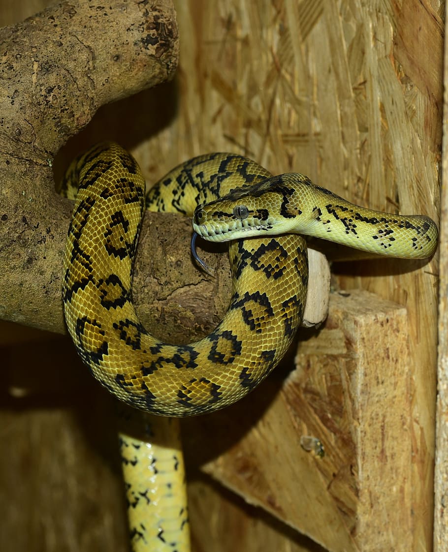 python, snake, carpet python, yellow, constrictor, reptile HD wallpaper