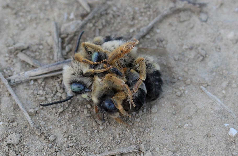 bee, wild, struggle, insecta, animal themes, animals in the wild HD wallpaper
