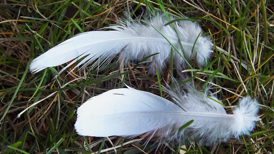 bird, feathers, two, grass, macro, nature, plant, land, white color HD wallpaper