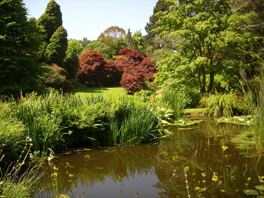 Pond, Reflection, Trees, Nature, park, water, outdoors, day HD wallpaper