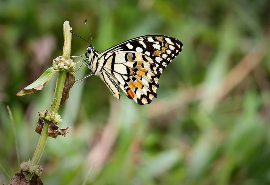 color, beautiful, sharp, insect, invertebrate, animal themes HD wallpaper
