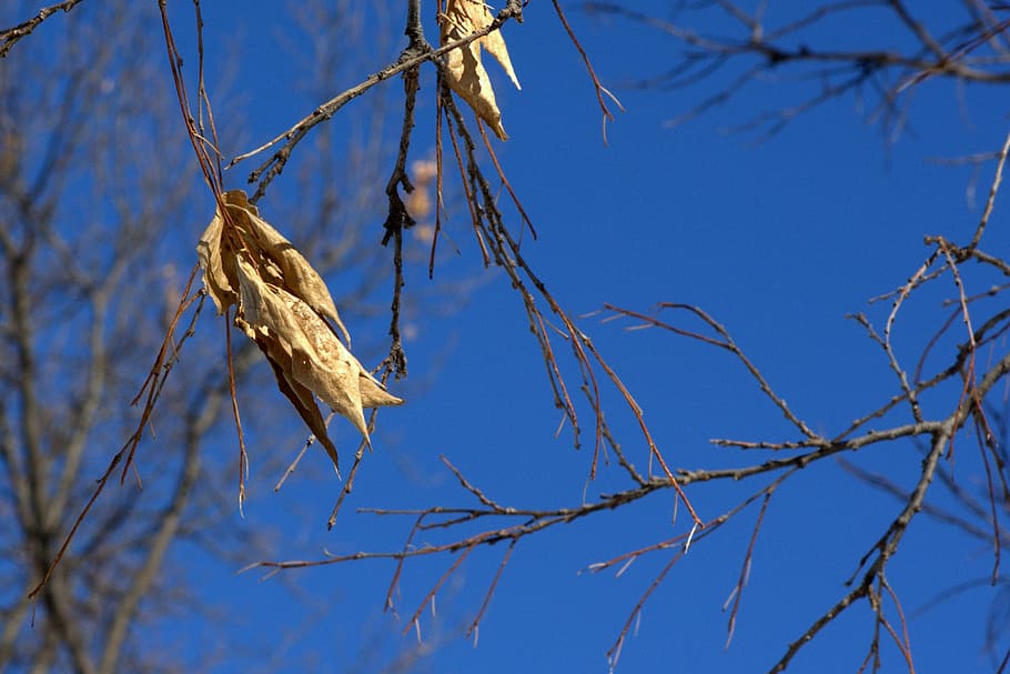 tree, leaf, sky, nature, outdoor, branch, plant, bird, animal wildlife HD wallpaper