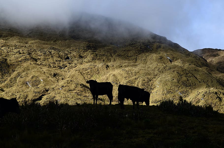 sunset, bulls, peruvian andes, animal themes, mammal, domestic animals HD wallpaper