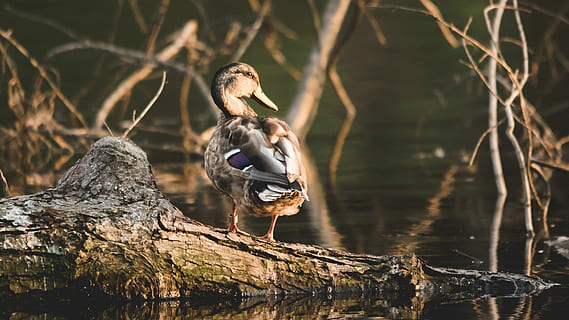 brown mallard duck near body of water, black and brown duck standing on tree trunk HD wallpaper