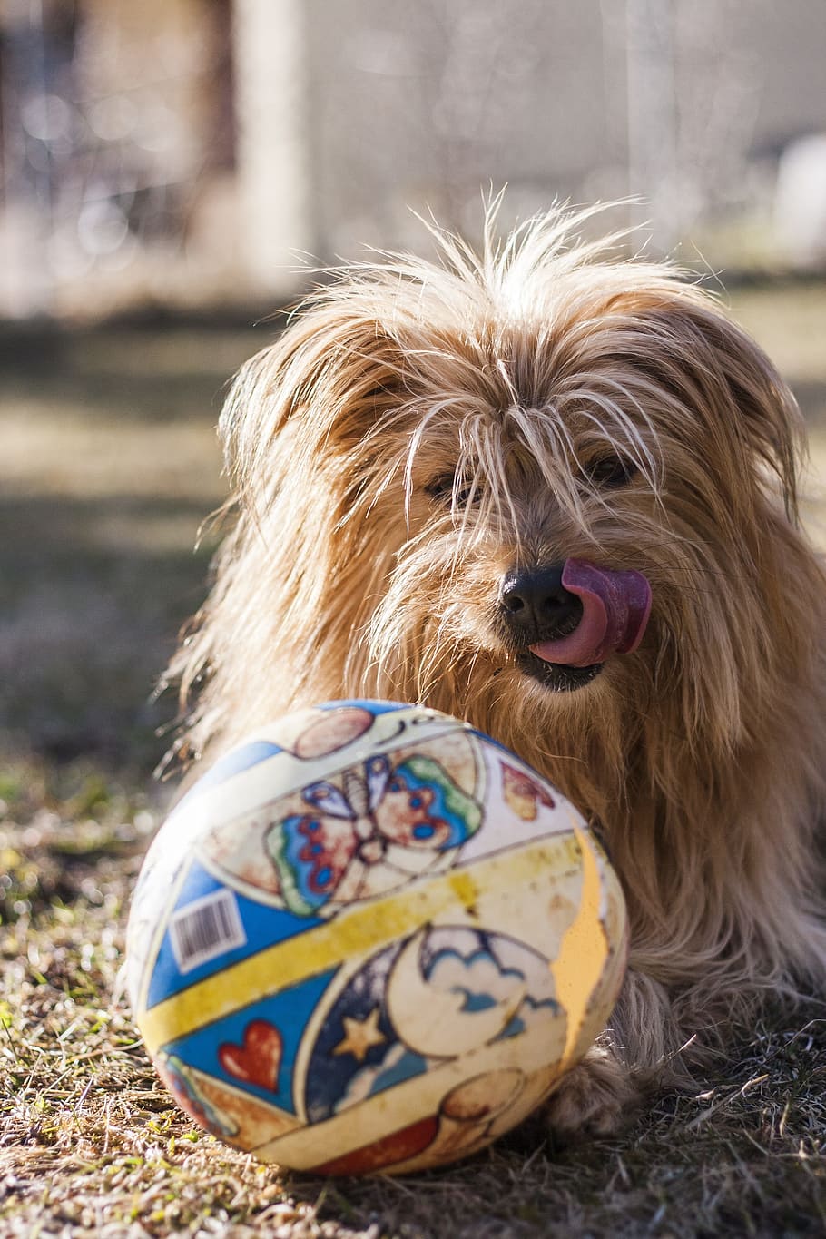 Dog, Hybrid, Medium, Ball, Tongue, wuschelig, pet, play, ball game HD wallpaper