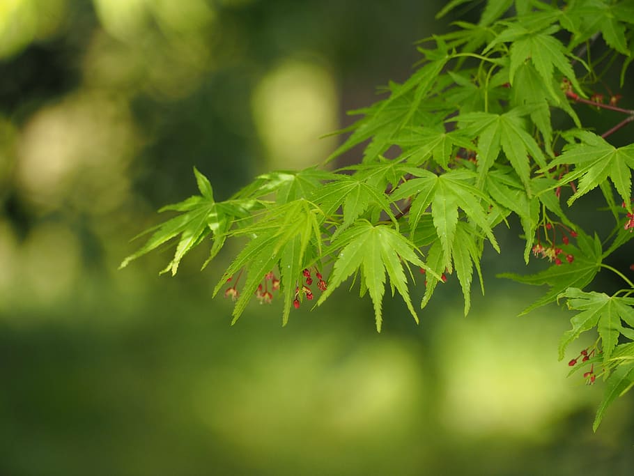 fresh green, spring, leaf, maples, natural, wood, plant, growth HD wallpaper