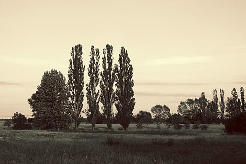 Landscape, Meadow, Trees, Poplars, evening, black and white sepia HD wallpaper