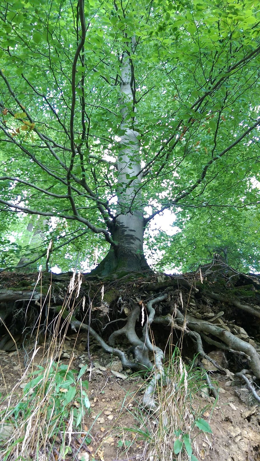 Tree, Root, Slope, one animal, forest, nature, animal themes HD wallpaper