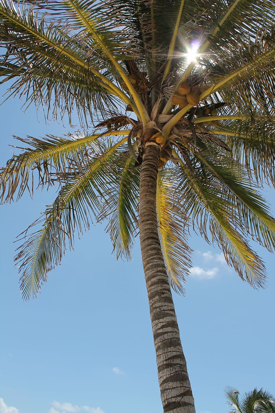 palm tree, sun, sky, costa, summer, landscape, tropical climate HD wallpaper
