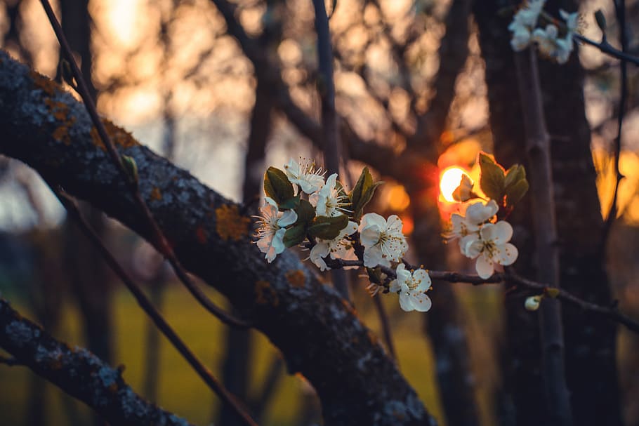 close-up photography of cherry blossom flower during sunset, shallow focus photography of white flower HD wallpaper
