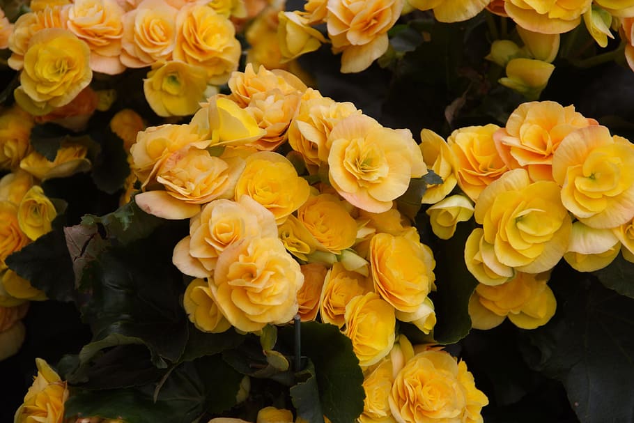Flower, Nature, Spring, yellow, underwater, no people, close-up HD wallpaper