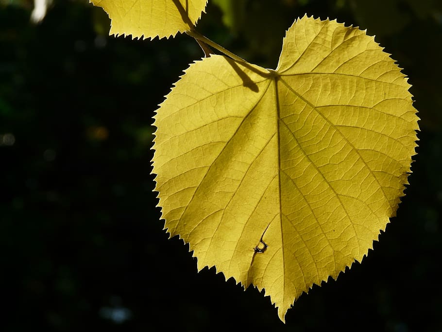 Lipovina, Leaves, Yellow, Coloring, fall color, linde, light, HD wallpaper