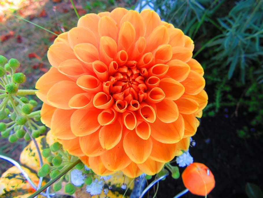 macro, flower, zinnia, plant, flowering plant, close-up, flower head HD wallpaper