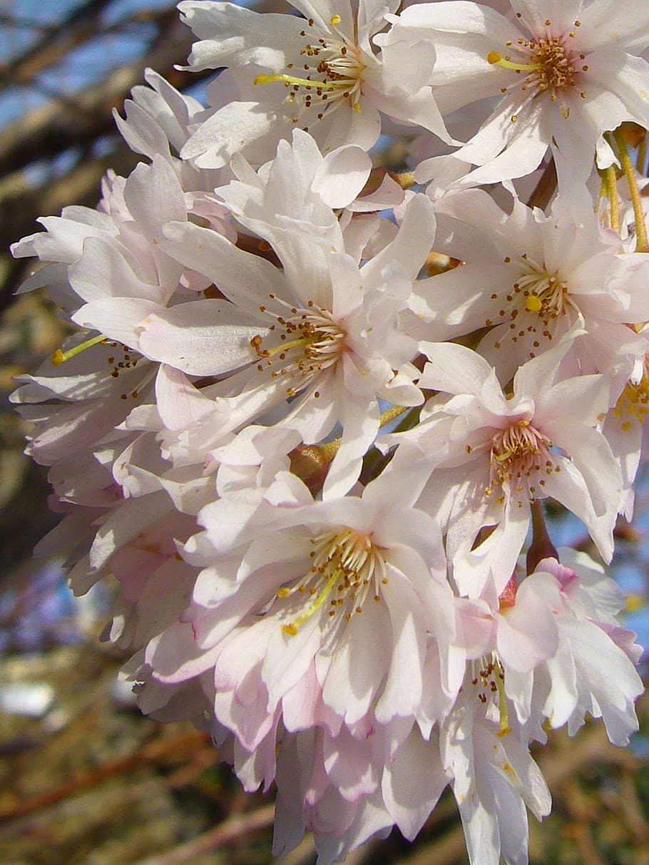blossom, spring, delicate, flowers, floral, petal, bloom, season HD wallpaper