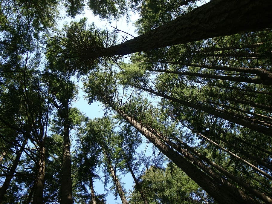 Trees, Forest, Nature, Tall, green, tall trees, woods, old tree HD wallpaper