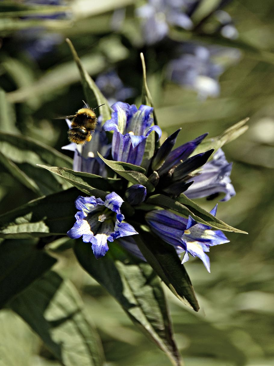 flower, bumble-bee, insect, flowering plant, vulnerability HD wallpaper