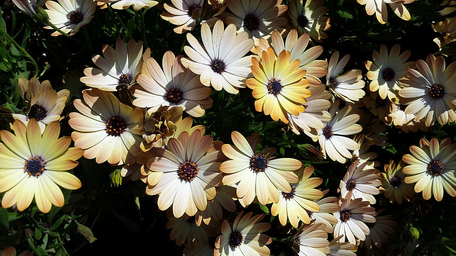 daisy, field, yellow, daisies, flowering plant, freshness, vulnerability HD wallpaper
