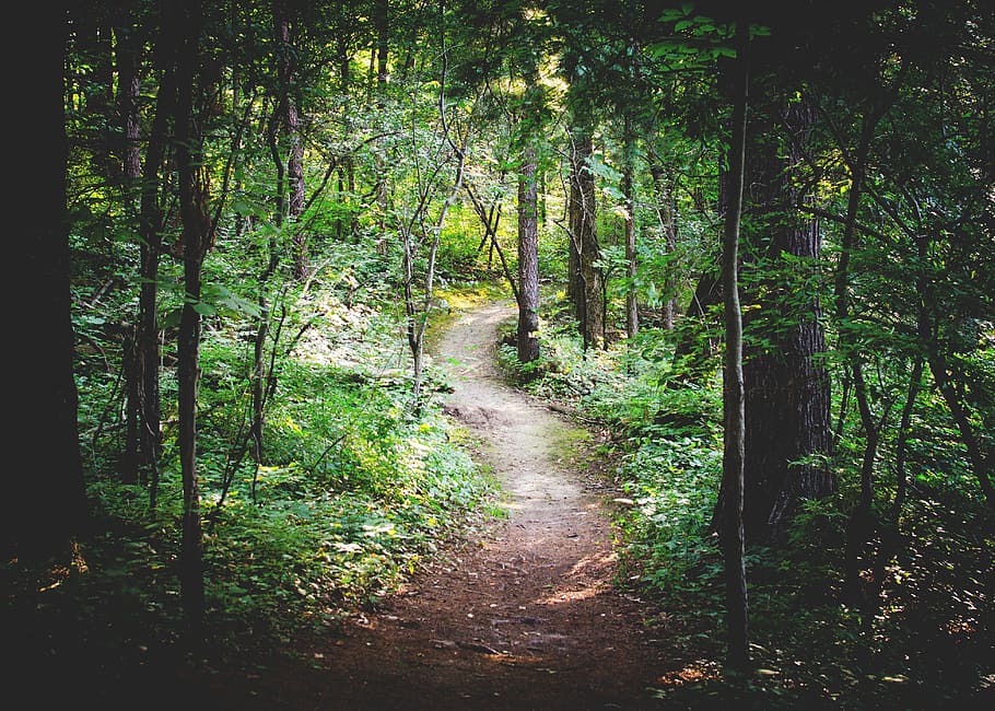 desired pathway surrounded by green leaf trees, forest path HD wallpaper