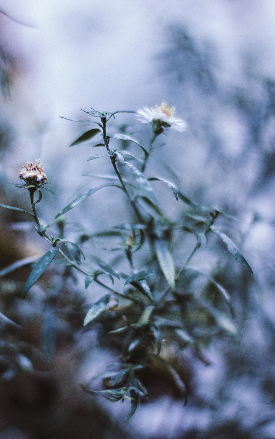 macro shot photography of flowers, white petaled flower in selective focus photography HD wallpaper