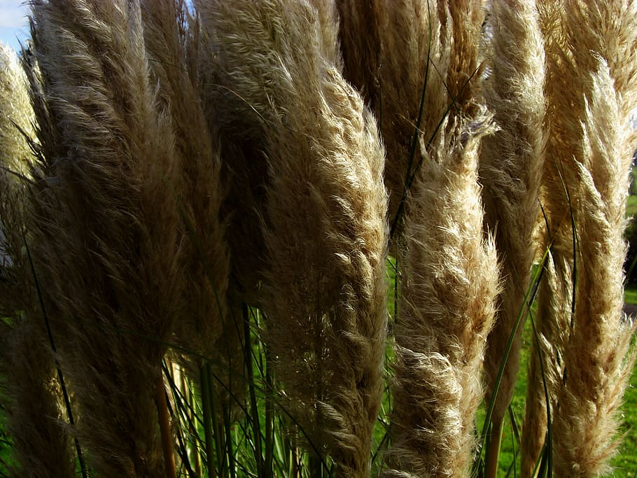 plant, nature, grass, no people, full frame, backgrounds, close-up HD wallpaper