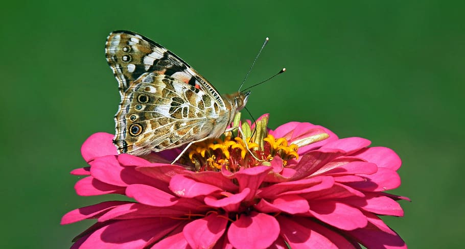 butterfly, insect, macro, flower, zinnia, nature, wings, animal wildlife HD wallpaper