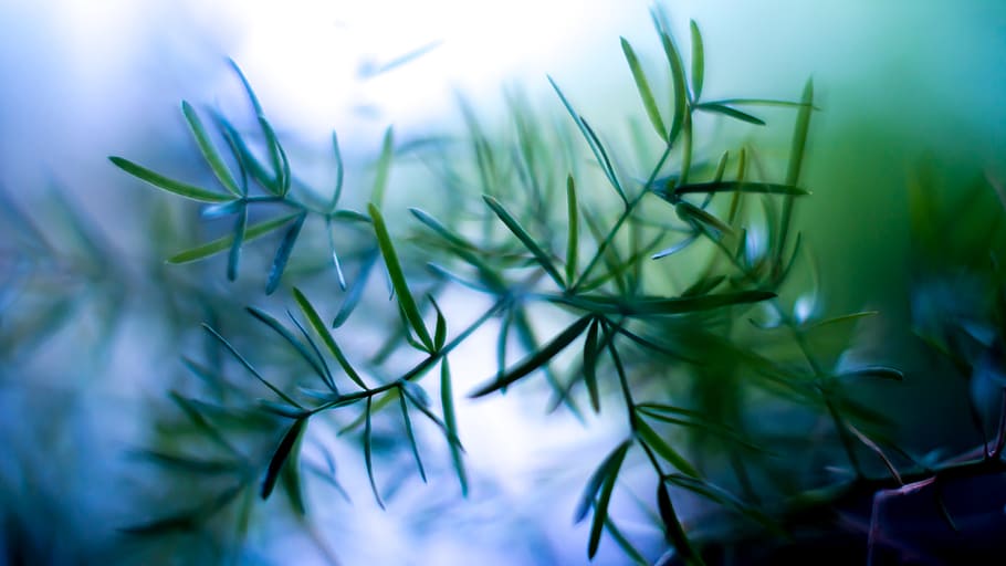 plant, grass, tree, growth, beauty in nature, green color, selective focus HD wallpaper