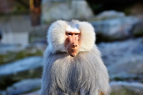 shallow focus photography of white monkey, baboon, primate HD wallpaper