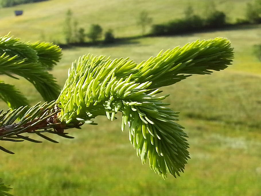 Needles, Conifer, Branch, Leaf, green, nature, close, tree HD wallpaper