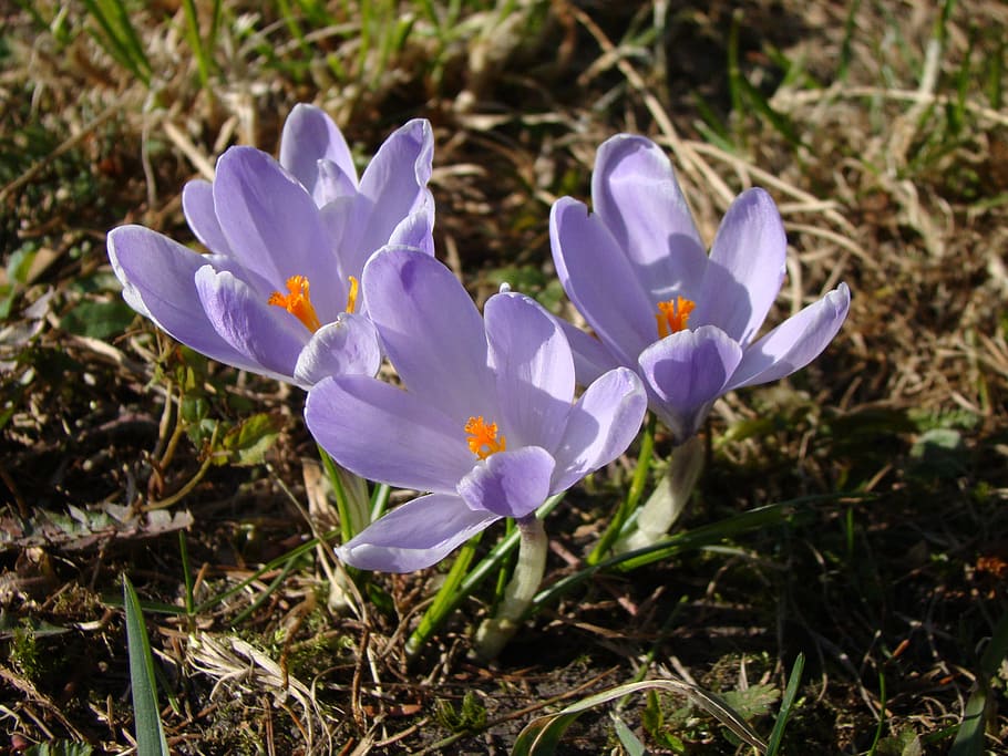 Krokus, Spring, Violet, Blooming, Purple, flower, flowers, gentle HD wallpaper