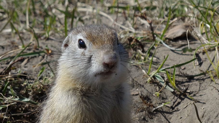 gopher, animals, rodent, nature, animals in nature, animal themes HD wallpaper