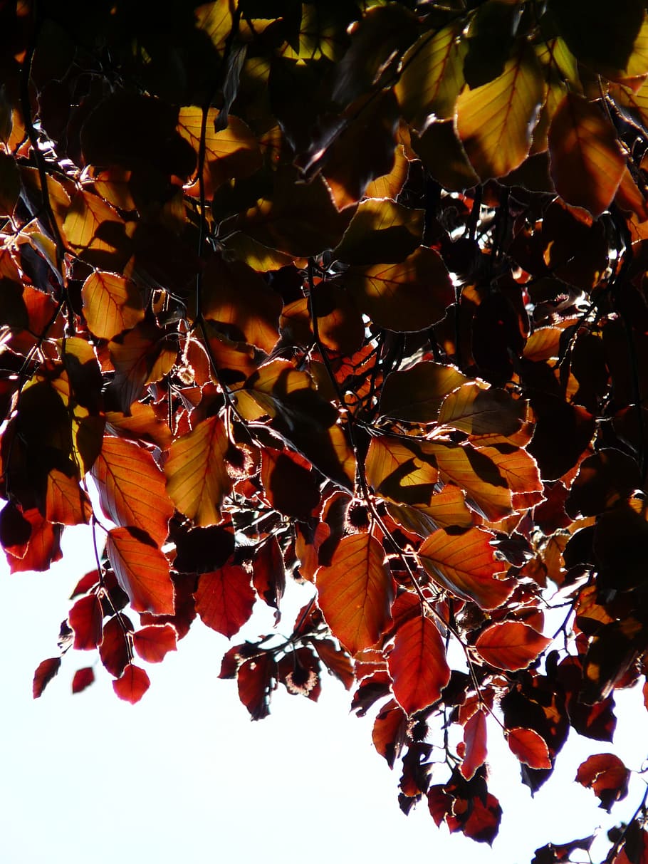 Copper Beech, Leaves, Purple Beech, Book, fagus sylvatica purpurea f HD wallpaper