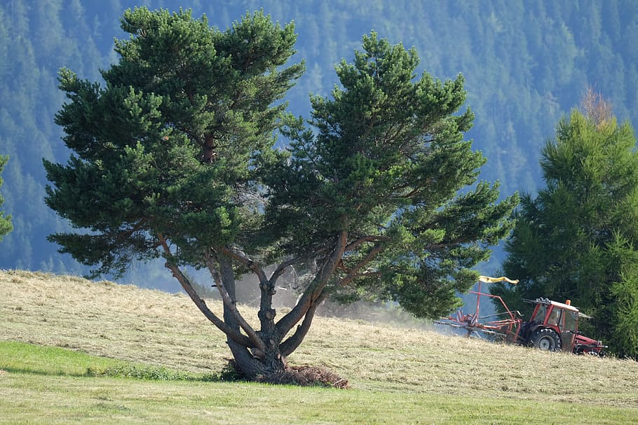 trees, mountain, tranquility, plant, nature, field, day, land HD wallpaper