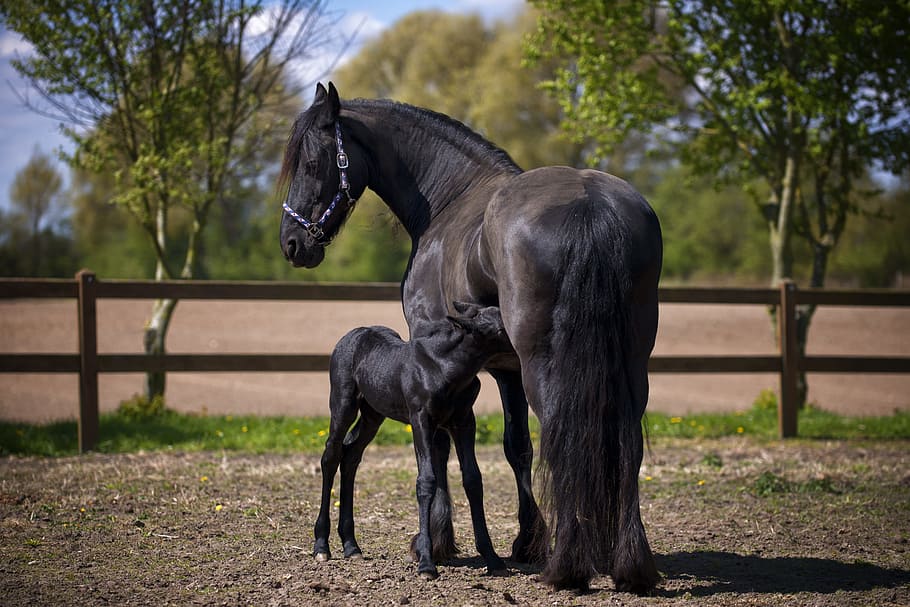 Two Black Horse on Field, animal photography, animals, barn, environment