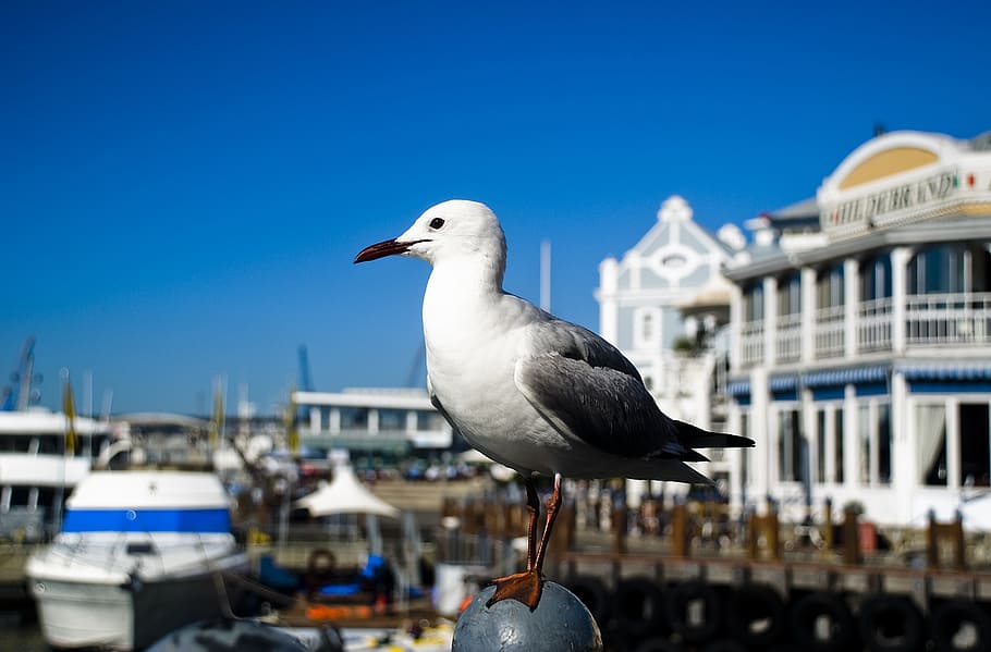 bird, blue, sky, white, beak, nature, gull, sea, seagull, wing HD wallpaper