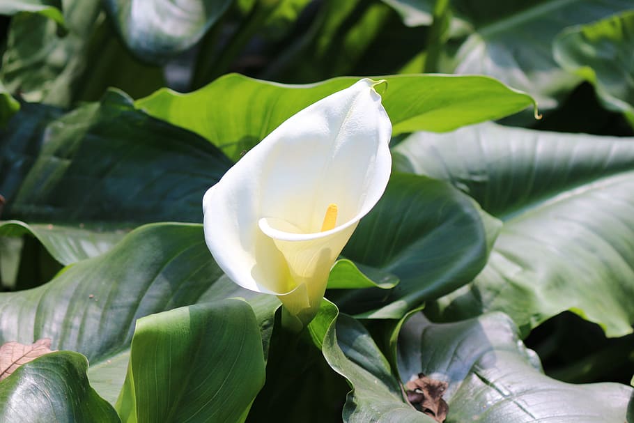 selective focus photography of white calla lily flower, easter HD wallpaper