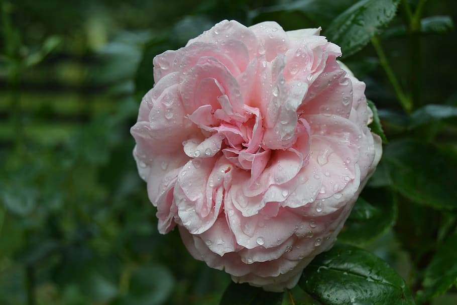 Flower, Drop, Wet, rosa, rain, pink color, petal, plant, flower head HD wallpaper