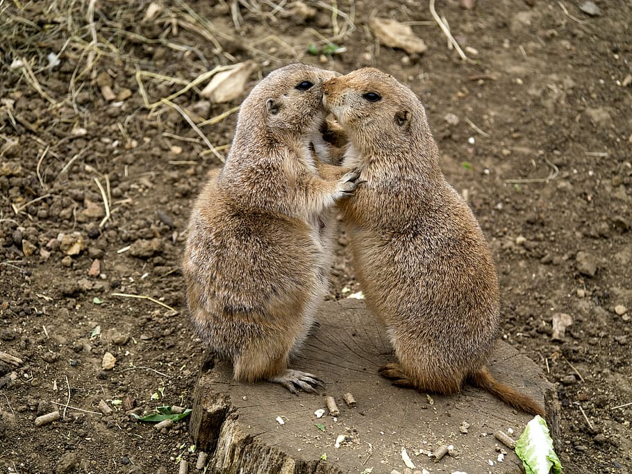 friends, animals, cute, animal wildlife, animal themes, animals in the wild HD wallpaper