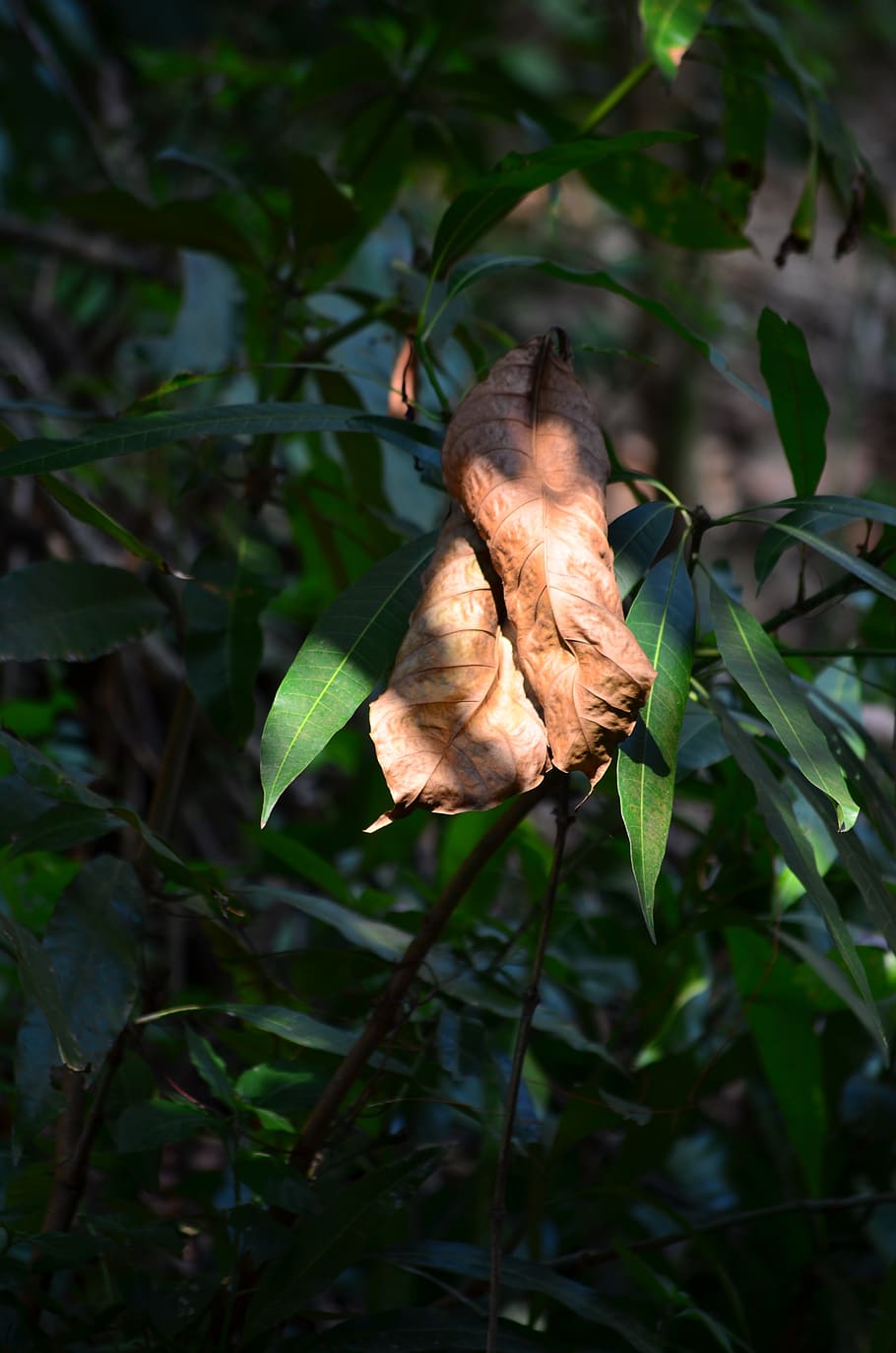 leaf, dry leaf, fall, autumn, macro, brown, sun light, nature HD wallpaper