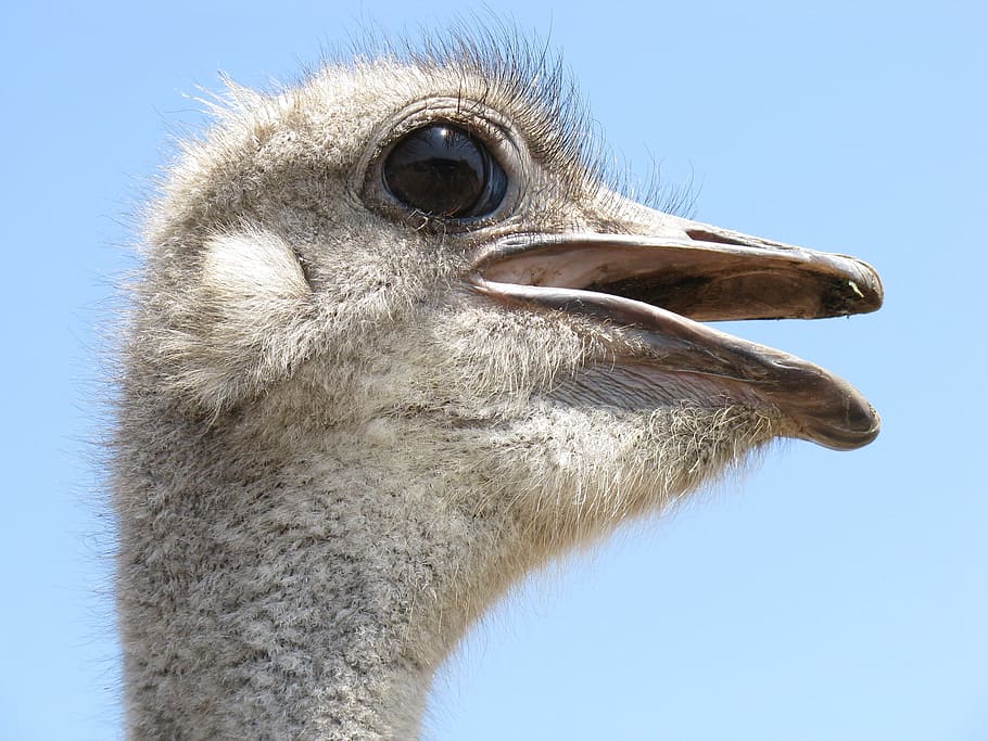 closed up photo of ostrich head, bird, wings, feather, wildlife HD wallpaper