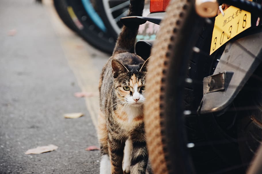campus, cat, pets, cute, one animal, animal themes, feline HD wallpaper