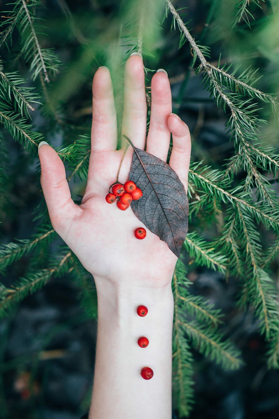 person holding red fruits, person holding red fruits near green pine leaves HD wallpaper