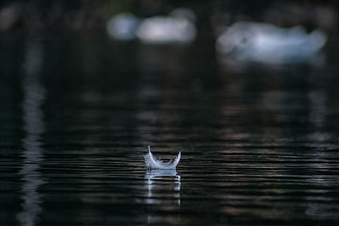white feather on body of water in shallow focus, selective focus photography of feather floating on body of water HD wallpaper