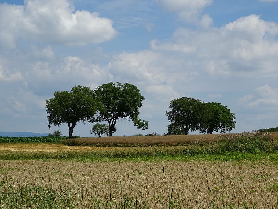 landscape, tree, nature, sky, beautiful, cereals, field, clouds HD wallpaper